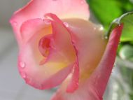 Wet Shaded Pink Rose