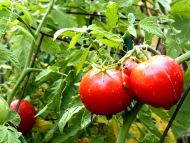 Wet Tomato Plant