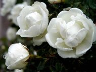 Wet White Roses