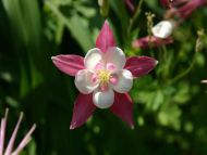 White and Pink Columbine