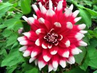 White and Red Dahlia