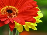 White and Yellow Gerbera