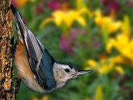 White Breasted Nuthatch, Louisville, Kentucky