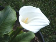 White Calla Lily