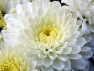 White Dahlia