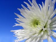 White Dahlia Closeup