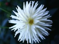 White Dahlia Flower