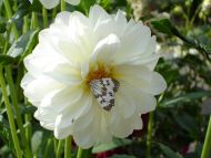 White Dahlia with Butterfly