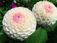 White Dahlias