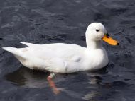 White Duck at Belper