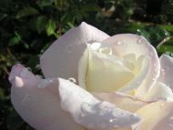 White Light Pinky Rose