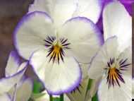 White Pansies