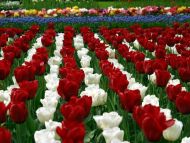 White Red Tulips Lines