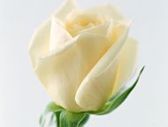 White Rose