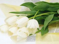 White Tulips