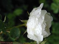 White Wet Rose