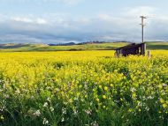 Wild Flower Field, California