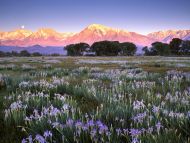 Wild Mountain, Owens Valley, California