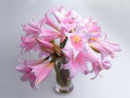 Wild Pink Lilies in Vase