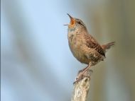 Wren