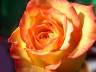 Yellow and Orange Rose