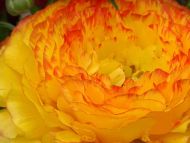 Yellow and Red Ranunculus