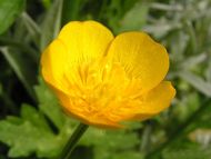 Yellow Anemone