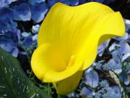 Yellow Calla Lily