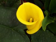 Yellow Calla Lily