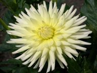 Yellow Dahlia