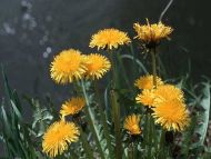 Yellow Flowers