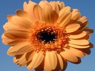 Yellow Gerbera Daisy