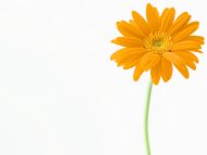 Yellow Gerbera Daisy