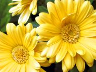 Yellow Gerbera Daisy Flowers
