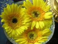 Yellow Gerberas