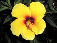 Yellow Hibiscus