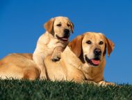 Yellow Labradors