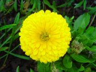 Yellow Marigold