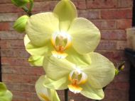 Yellow Orchid