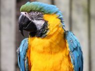 Yellow Parrot Closeup