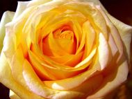 Yellow Rose