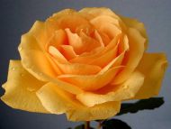 Yellow Rose