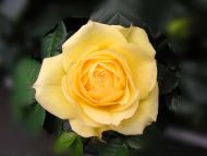 Yellow Rose