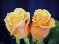 Yellow Roses