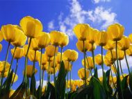Yellow Tulips in Sky