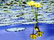 Yellow Water Lilies